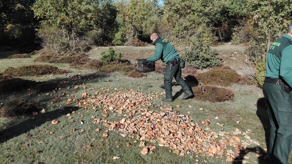 El Seprona decomisa y destruye más de 2.500 kilos de setas