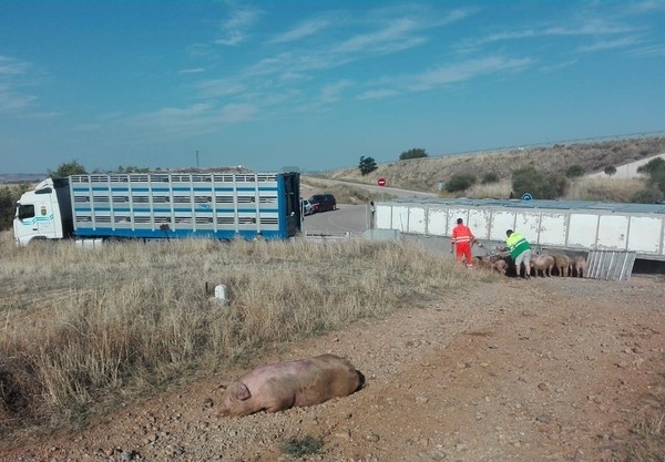 Vuelca un camión de Copiso que transportaba cerdos