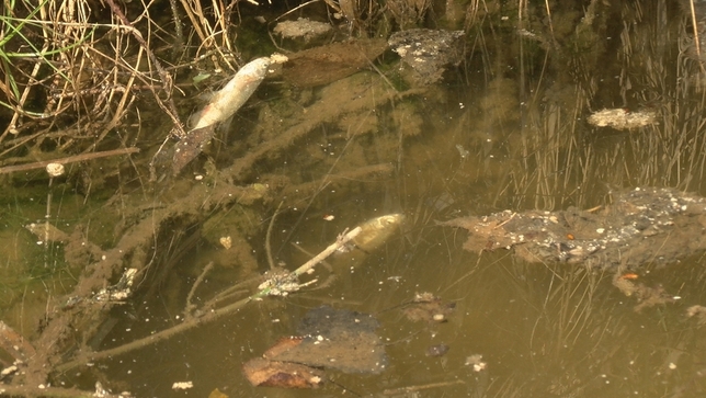 Aparecen varios peces muertos en el embalse de Los Rábanos