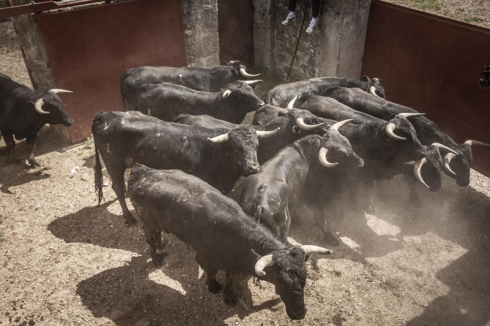 El Día de Soria