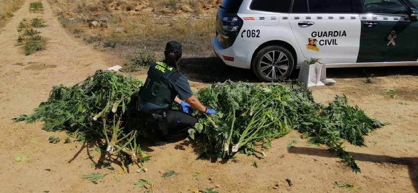 Localizan un punto de cultivo 'outdoor' de marihuana