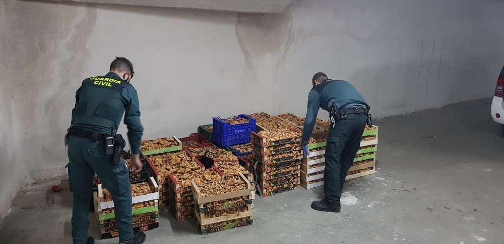 La Guardia Civil decomisa 580 kilos de níscalos