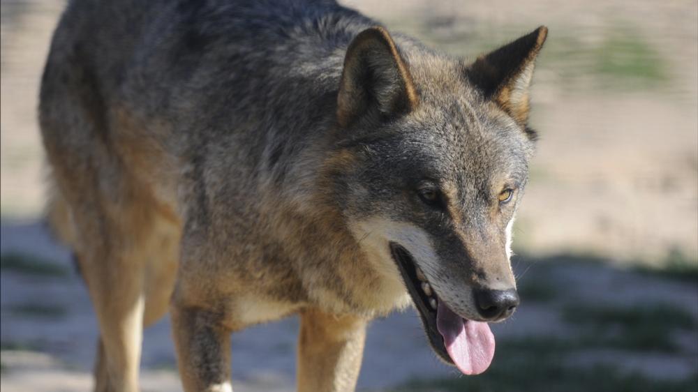 La provincia registró once ataques de lobos en 2020