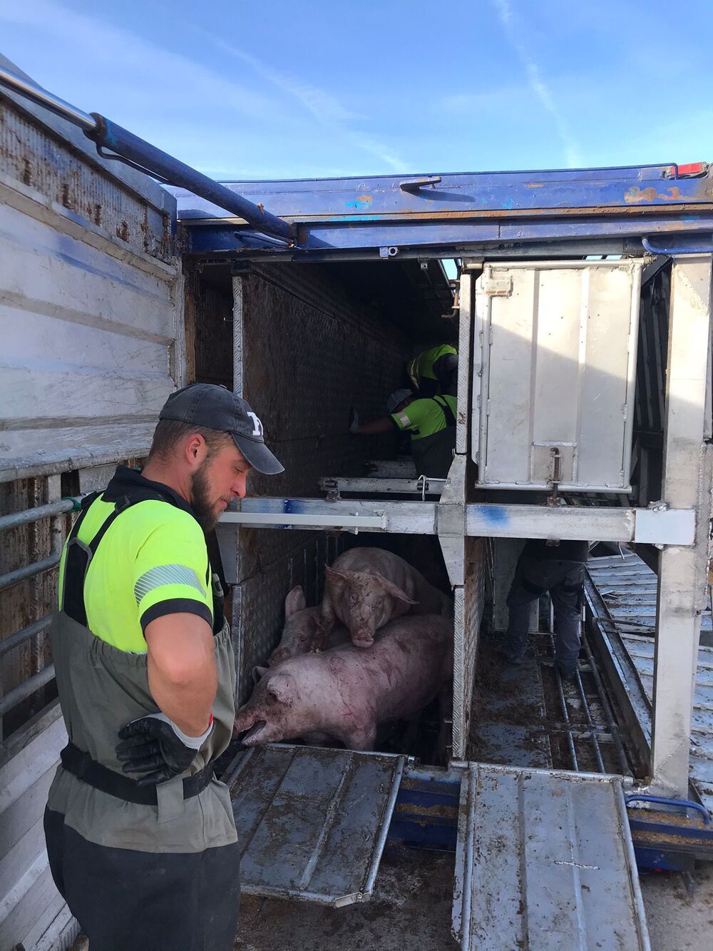 Vuelca un camión de cerdos en la Venta Nueva