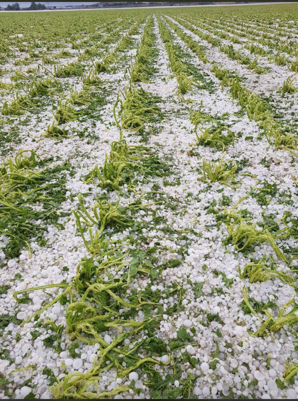 #VIDEO El granizo tile de blanco Coscurita de Almazán 