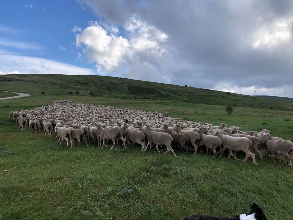 Vuelven las ovejas trashumantes