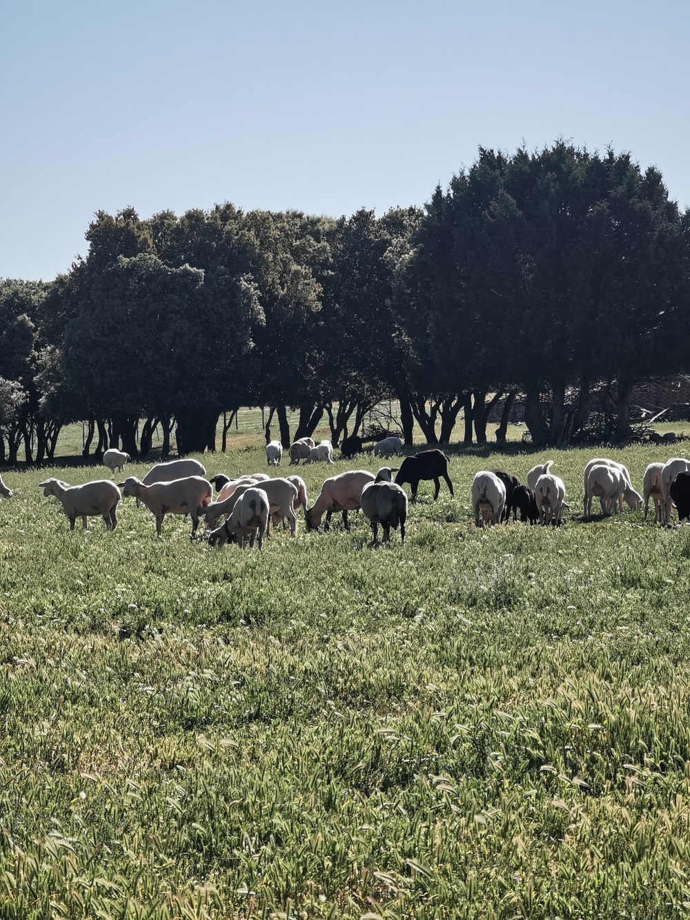 Esquilar un rebaño de ovejas, una ruina para los ganaderos