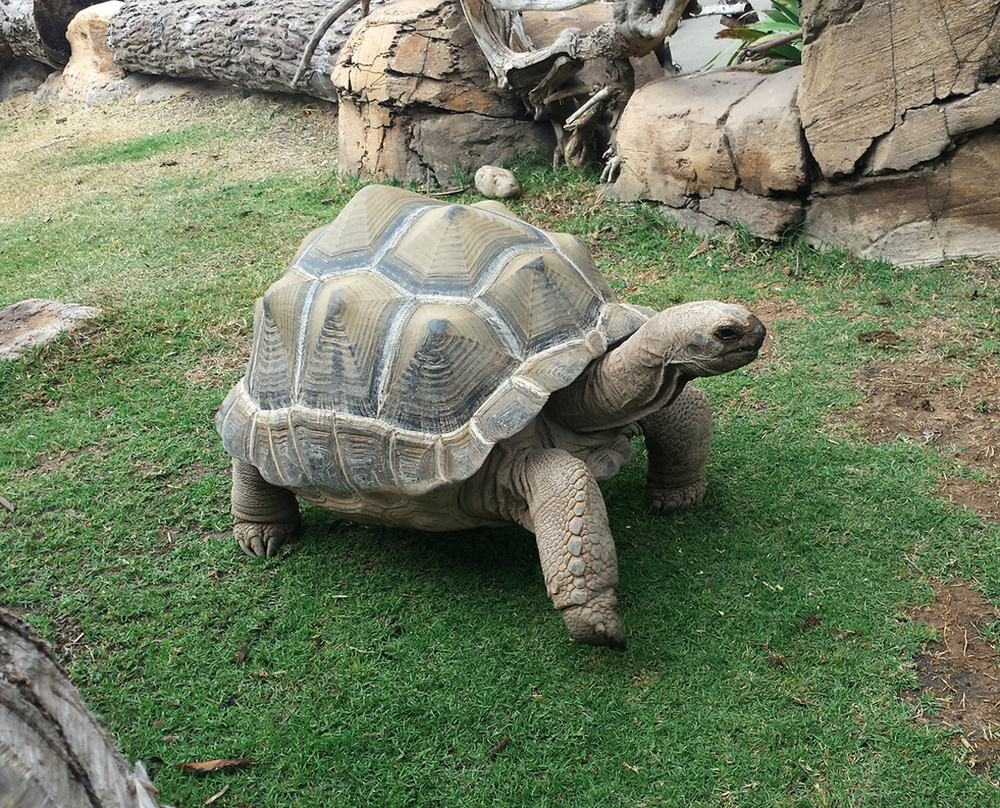 Sitúan en Soria las primeras icnitas de tortugas gigantes