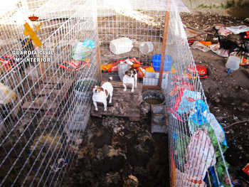 Localizan 15 perros que vivían “entre excrementos y suciedad'
