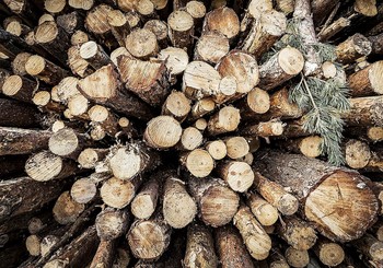 La Junta licita 14 lotes de madera por 740.000 euros