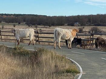 El PP alerta de la presencia de vacas en la carretera