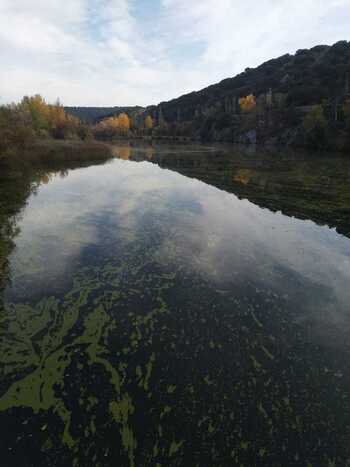 La CHD explica el color verde del río como fenómeno natural