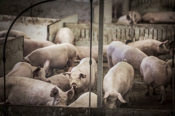 La expansión del porcino frena en Soria en el último año