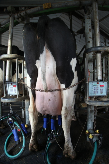 El sector lácteo está en la encrucijada