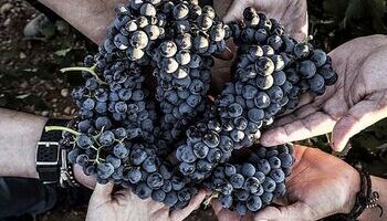El vino, motor económico en la Ribera soriana