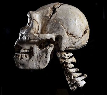El cráneo más famoso del mundo