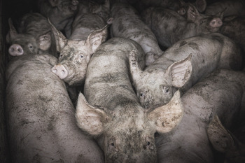 IUCyL lamenta la ampliación de la granja de cerdos de Torrubia