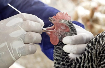 La gripe aviar se desestacionaliza