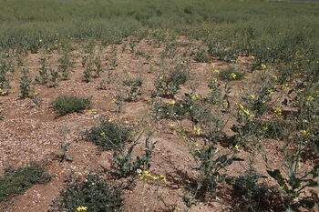 Agroseguro comienza a pagar las indemnizaciones por la sequía