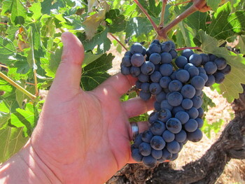 Los viticultores pierden hasta 1.200 euros por hectárea