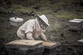 Curso de apicultura aplicada para profesionales y amateurs