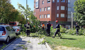 Herida una mujer tras caerle un árbol en un parque de León