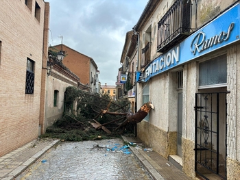 El temporal derriba varios árboles en Almazán