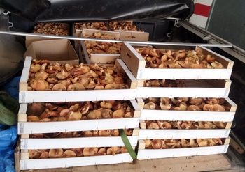 Los decomisos de setas en Soria llegan a los 3.500 kilogramos