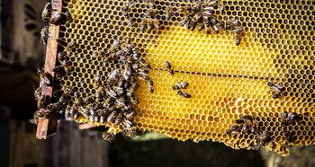 La sequía y las avispas comprometen la campaña de miel soriana