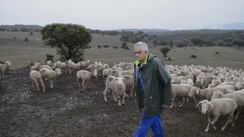 La Junta descarta el retorno a Soria del pastor trashumante