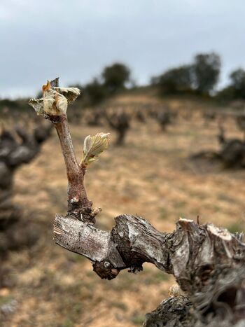 Las heladas afectan a 677 hectáreas de viñedo en Soria
