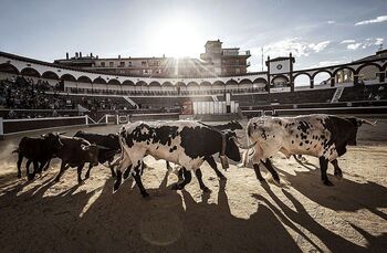 Soria recibe a los toros de San Juan