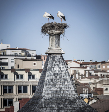 Plan municipal para proteger a las aves en Soria