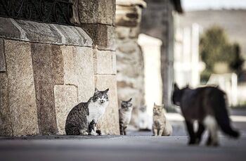Los veterinarios ultiman programa de colonias felinas en Soria